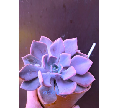 Граптоверія Деббі (graptoveria Debbie)